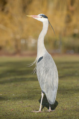 Grey Heron, Ardea cinerea