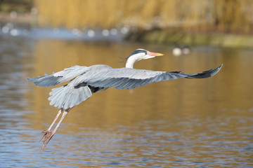 Grey Heron, Ardea cinerea