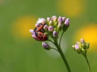 Zierliche Gemüsewanzen (Eurydema dominulus) bei der Paarung