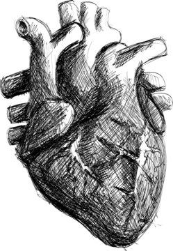 Hand drawn realistic human heart sketch black and white