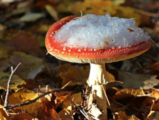 Fliegenpilz mit Schneemütze