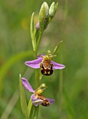 Bienen-Ragwurz (Ophrys apifera)