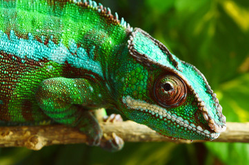 Panther Chameleon (furcifer pardalis)