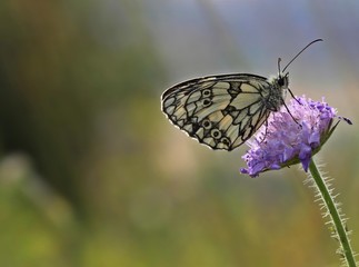 Schachbrettfalter auf Witwenblume