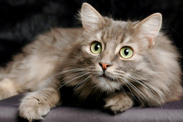 Surprised Siberian cat