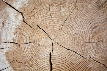 Fototapeta premium Wooden texture