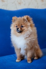 Cute Pomeranian puppy on a blue background