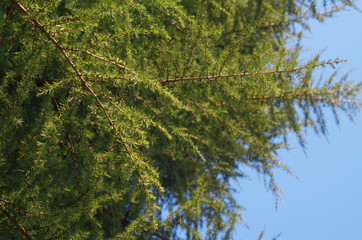 Branch of coniferous tree and blue sky