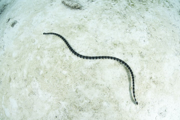 Banded Sea Krait