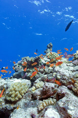 Fototapeta na wymiar colorful coral reef with exotic fishes in tropical sea