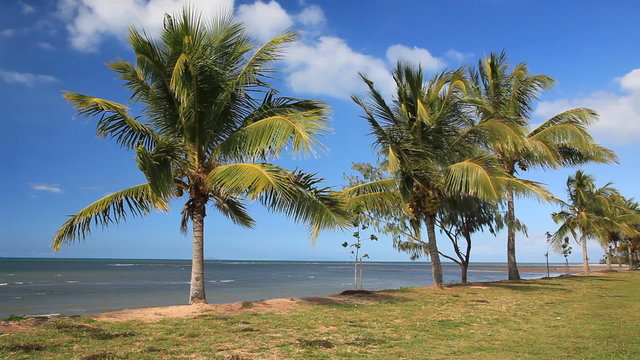 Tropische Palmen