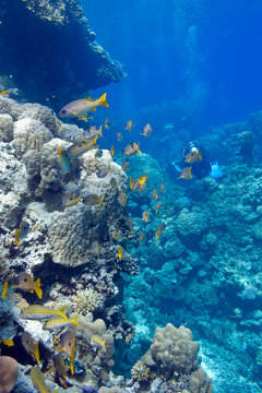 coral reef with  goatfishes in tropical sea