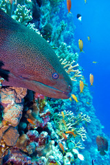 Naklejka premium colorful coral reef with dangerous great moray eel
