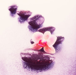 Beautiful blooming orchid with spa stones on light background
