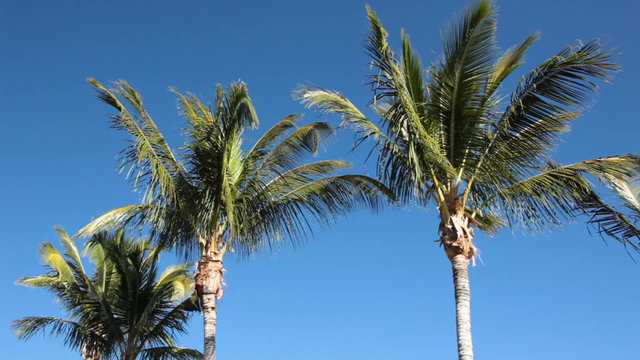 Palmen vor blauem Himmel