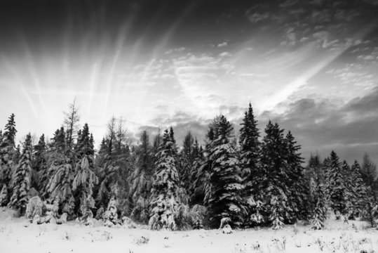 Fototapeta Fir trees and cloudscape in black and white