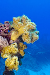 coral reef with great yellow soft coral in tropical sea