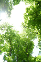 Fototapeta na wymiar Beautiful trees in forest
