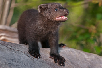 Young Fisher (Martes pennanti) Looks Up from Log
