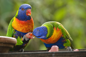 parrots