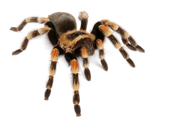Mexican Redknee Tarantula