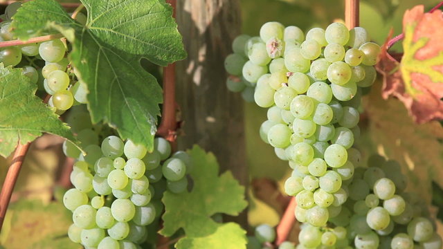Saftige Weintrauben an Weinreben