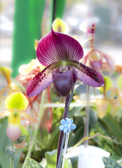 Deep red and purple Paphiopedilum