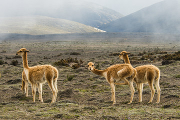 Vicugnas near the stratovolcano Chimborazo, central Ecuador