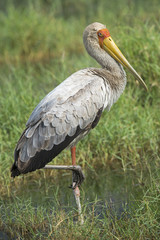 africa kenya Lake  Nakuru reserve, yellow billed stork