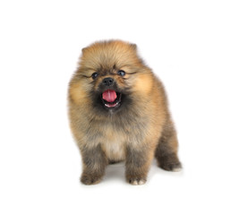 Obraz premium Pomeranian puppies isolated on white background.