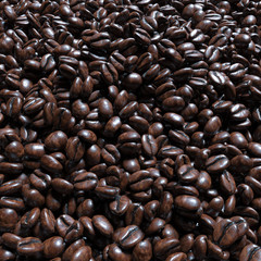 Food and drink background of roasted coffee beans arabica