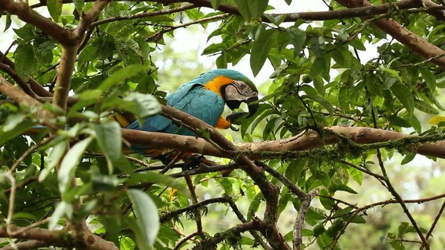 Blue-and-yellow Macaw (Ara ararauna) in the rainforest, Ecuador