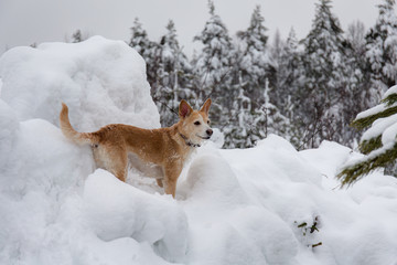 Obraz premium dog among winter snowdrifts