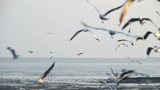 Flock of seagulls fly over sea