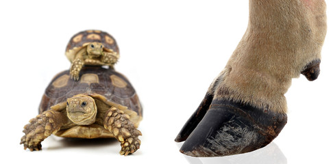 Fototapeta premium turtle and cow hooves on white background.