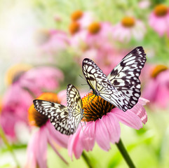 Schmetterlinge auf Echinacea :)
