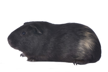 Meerschweinchen isoliert