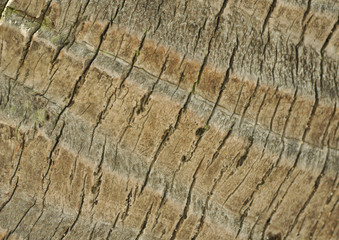 palm stem bark background close-up detail of a bark from a palm