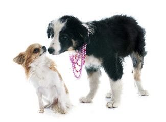 puppy border collie and chihuahua