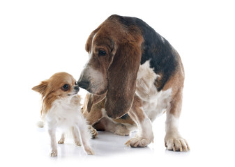 basset hound and chihuahua