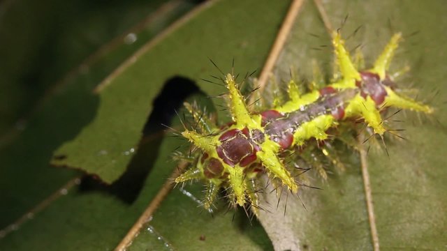 Slug caterpillar (Limacodidae) in rainforest, Ecuador