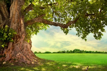 Foto op Plexiglas Lenteweide met grote boom met fris groen blad © potowizard