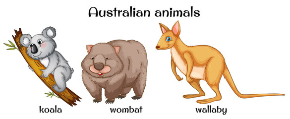 Fototapeta premium Australian animals