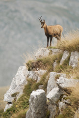 camoscio appenninico (Rupicapra pyrenaica ornata)