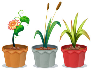 Potted Plants