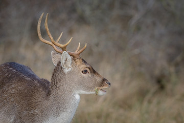 Fallow deer stag