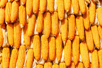 Dry corn