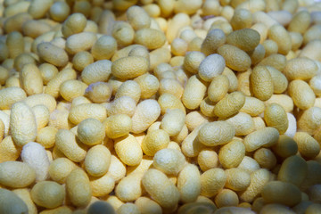 silk cocoon pattern in the factory