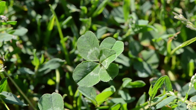 lucky five leaf clover plant in wind