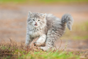Naklejka na ściany i meble Little grey kitten playing outdoors